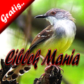 Ciblek Mania