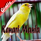 Kenari Mania أيقونة