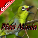 Pleci Mania APK