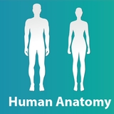 Human Anatomy and Physiology أيقونة