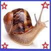 Snail Space 3D APK