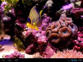 Tropical Fishes Underwater ポスター