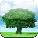 Tree In A Field Wallpaper APK