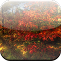 Autumn Forest 3D
