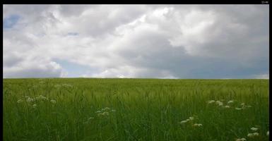 Grass And Sky Wallpaper capture d'écran 2