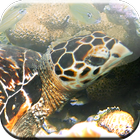 Sea Corals And Fish Wallpaper icono