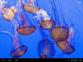 Poster Sea Corals And Fish Wallpaper