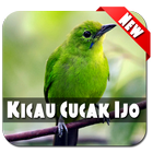 Master Kicau Cucak Ijo icon