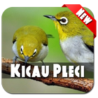 Master Kicau Pleci Lengkap আইকন