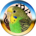 Budgie