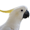 Talking Parrot