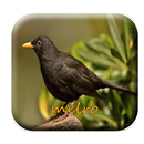 canto de melro|Canto Passaro Preto APK