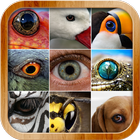 Animal Eye Quiz icône