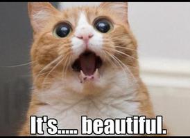 Memes Generator 2016 تصوير الشاشة 2