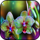 Orchid wallpapers APK