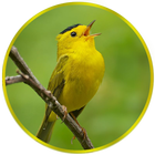 Birds Ringtones - Goldfinch ikona