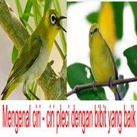 Mengenal Ciri Ciri Pleci Affiche