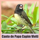 APK Canto de Papa Capim Viviti