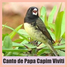 Canto de Papa Capim Viviti ikona