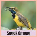 APK Pikat Burung Sogok Ontong Offline Mp3