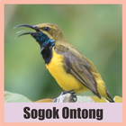Pikat Burung Sogok Ontong Offline Mp3 icon