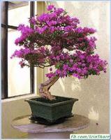 Ornamental Plants Bonsai اسکرین شاٹ 1