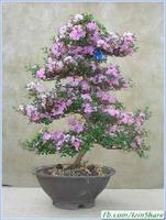 2 Schermata Ornamental Plants Bonsai