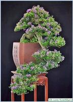 برنامه‌نما Ornamental Plants Bonsai عکس از صفحه
