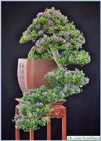 Ornamental Plants Bonsai اسکرین شاٹ 3