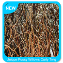 Unique Pussy Willows Curly Twig APK