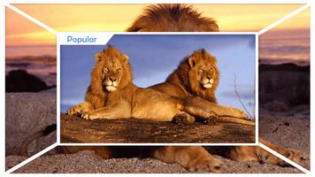 Papel de Parede de Lions imagem de tela 2