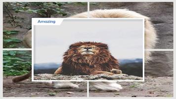 Lions Wallpaper capture d'écran 3