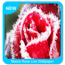 Tapeta makro róży aplikacja