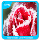 Macro Rose Wallpaper APK