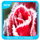 Fondo de pantalla Macro Rose icono