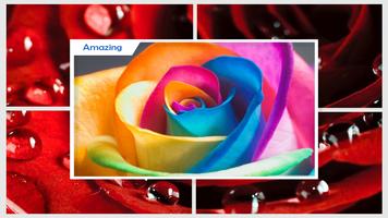 Macro Rose Wallpaper اسکرین شاٹ 2