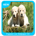ikon Wallpaper Hidup Puppies HD