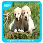 Puppies Live Wallpaper HD icono