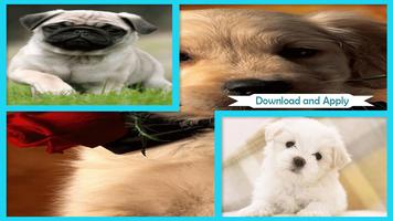 Puppies Live Wallpaper HD Affiche