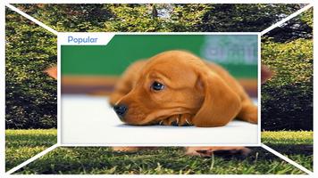 Puppies Live Wallpaper HD screenshot 1