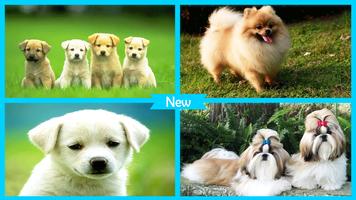 Puppies Live Wallpaper HD ảnh chụp màn hình 3