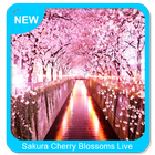 Sakura Cherry Blossoms Live Wallpaper icono