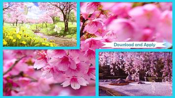 Sakura Cherry Blossoms Live Wallpaper Poster