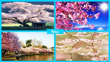 Sakura Cherry Blossoms Live Wallpaper اسکرین شاٹ 3