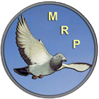 Racing Pigeon Speed icono