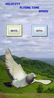 Racing Pigeon Speed Poster