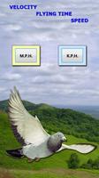 Racing Pigeon Speed Affiche