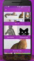 Cats Knowledge - Amazing Facts Affiche