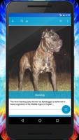 Dog Breeds Quiz - Game screenshot 2