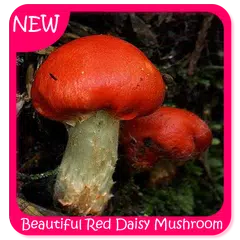 美麗的紅色雛菊蘑菇 APK 下載